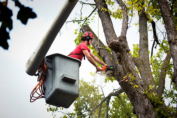 Tree Branch Trimming in Taylorsville, UT